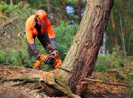 Why Choose Our Tree Removal Services in Enterprise, UT?